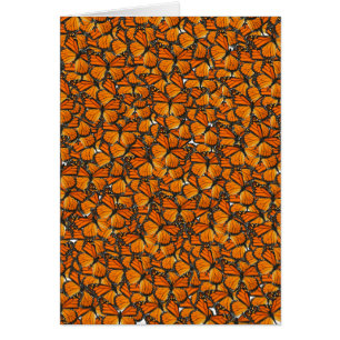 Papillons de monarque