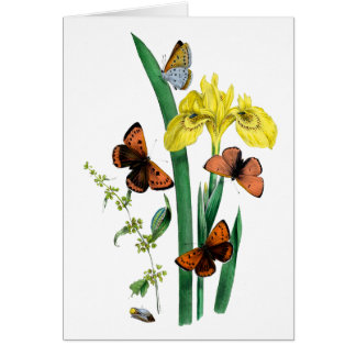 Papillons et Iris Jaune