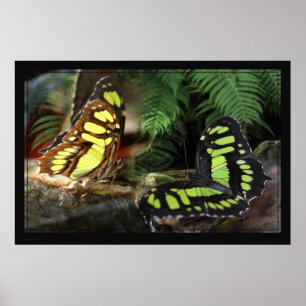 Papillons Malachite 1 Poster -60x40 -ou plus petit