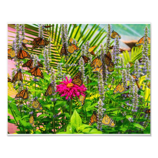 Papillons Monarque Photo Élargissement (Devant)
