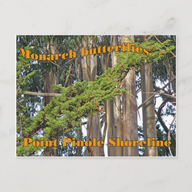 Papillons monarques à Point Pinole - Carte postale (Devant)