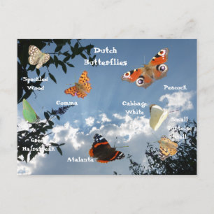 Papillons néerlandais Noms carte postale