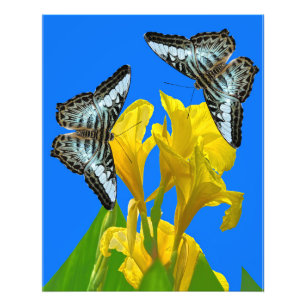 Papillons papillon bleu malaisien Posters