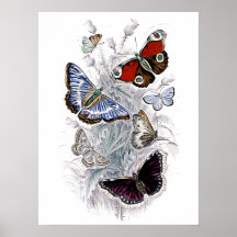 papillons
