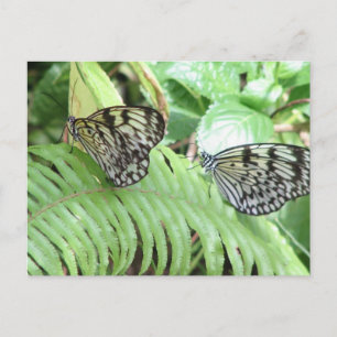 Papillons sur Fern Carte Postale