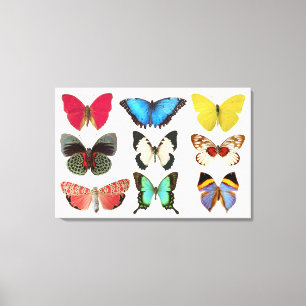 Papillons - toile Impression