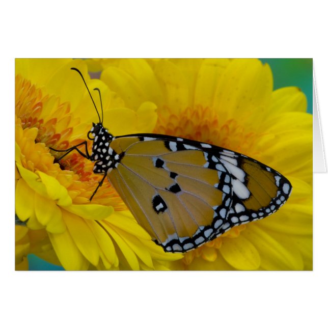 Papillons tropicaux (Devant horizontal)