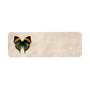 Papillons vintages de l'illustration 1800's de