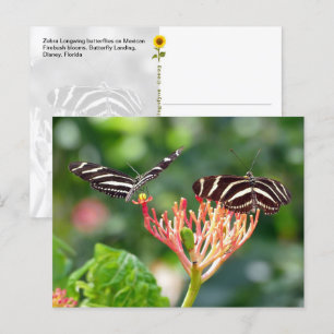 Papillons Zebra Longwing, FL - carte postale