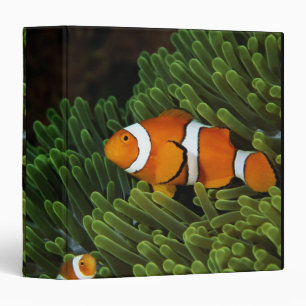 Papua New Guinea, false clown anemonefish and Binder