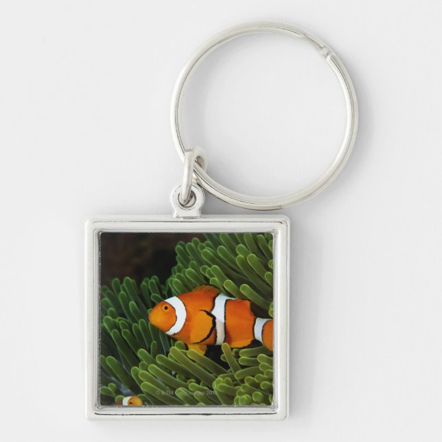 Papua New Guinea, false clown anemonefish and Keychain (Front)