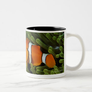Papua New Guinea, false clown anemonefish and Two-Tone Coffee Mug