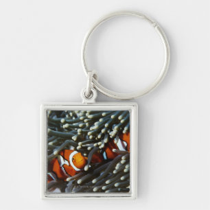 Papua New Guinea, two false clown anemonefish Keychain