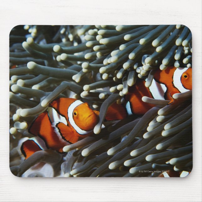 Papua New Guinea, two false clown anemonefish Mouse Pad (Front)