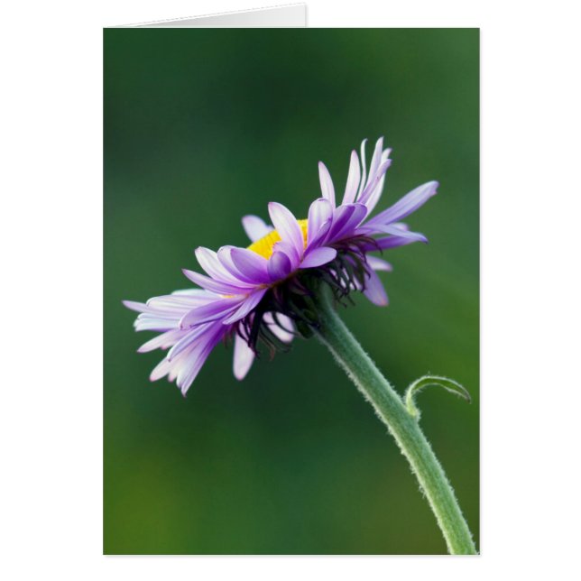 Pâquerette alpine (Devant)