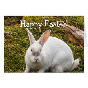 Pâques du lapin blanc