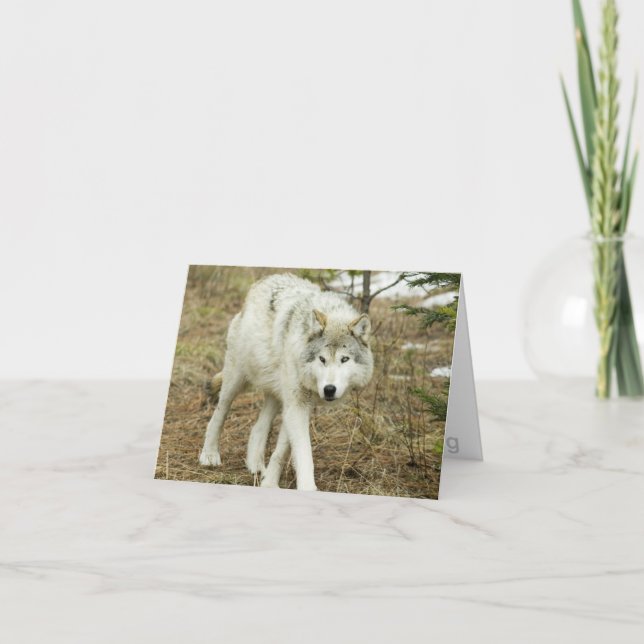 Paquet de dent de scie : Loups de la carte de note (Devant)