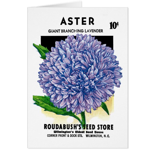 Paquet vintage de graine d'aster (Devant)