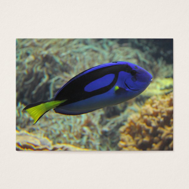Paracanthurus hepatus (Front)