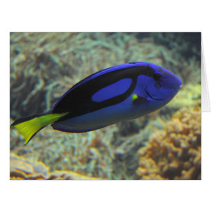 Paracanthurus hepatus