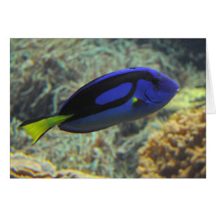 Paracanthurus hepatus