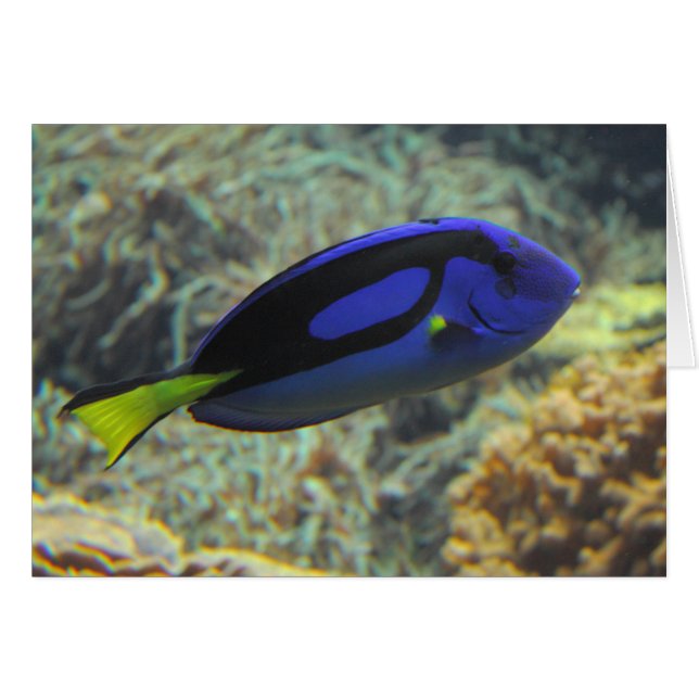 Paracanthurus hepatus (Devant Horizontal)