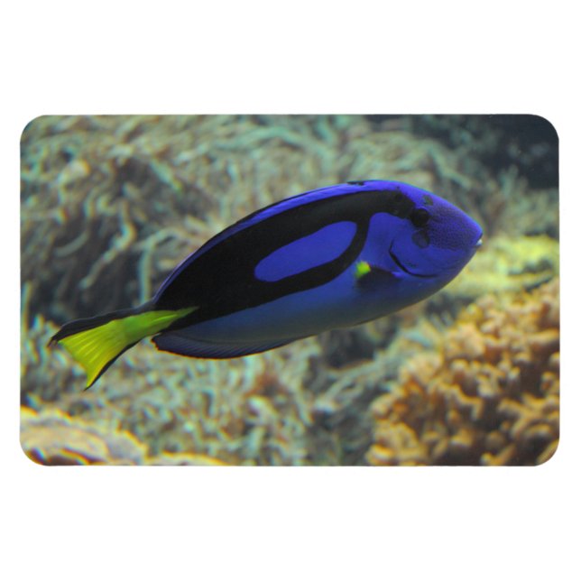 Paracanthurus hepatus magnet (Horizontal)