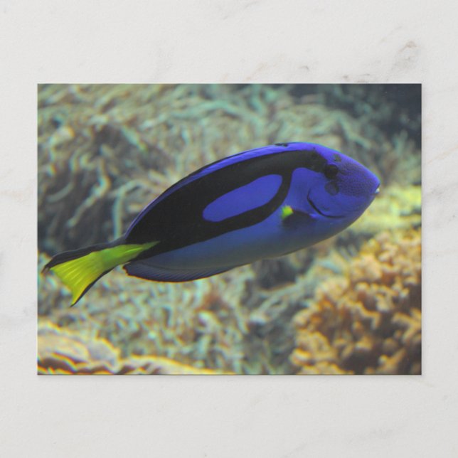 Paracanthurus hepatus postcard (Front)
