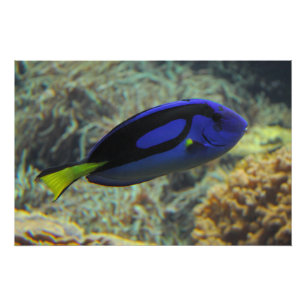 Paracanthurus hepatus poster