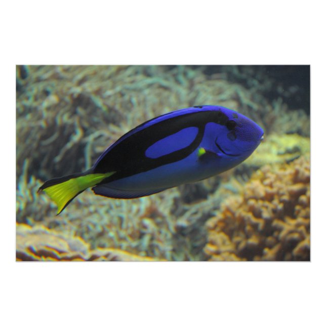 Paracanthurus hepatus poster (Front)