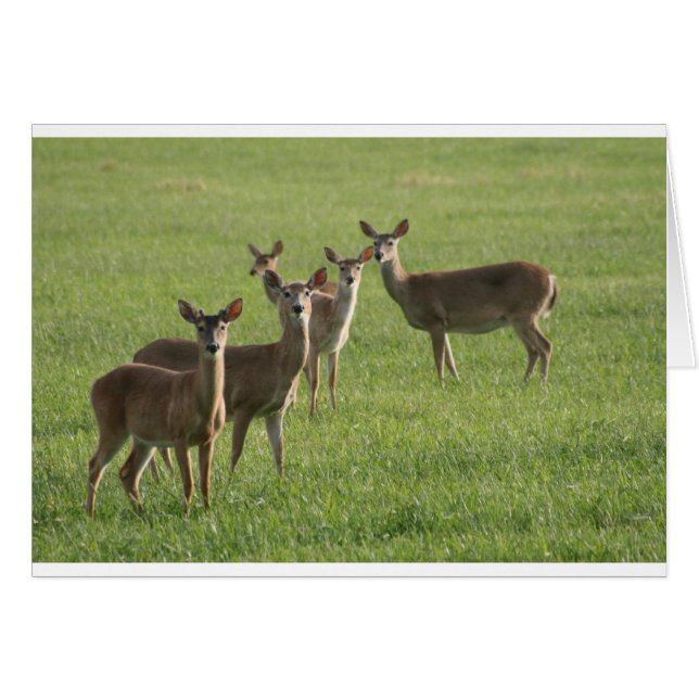 Paradis de cerfs communs (Devant horizontal)