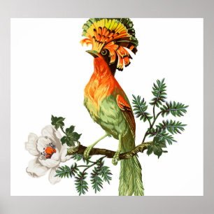 Paradise Birds: Exotic Floral Background Poster