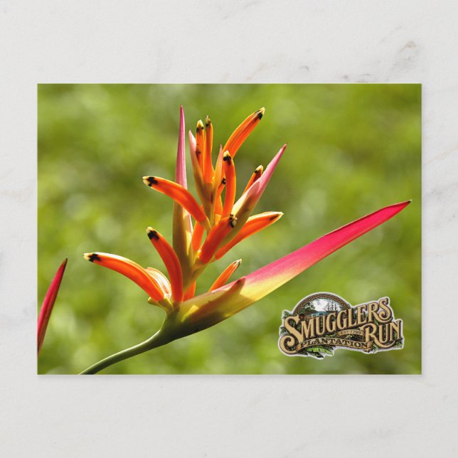 Paradise Flower Postcard (Front)