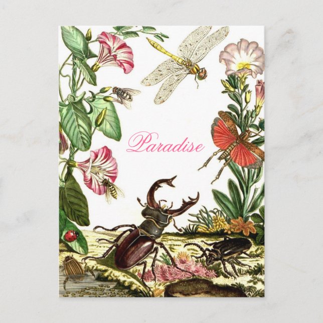 Paradise Postcard (Front)