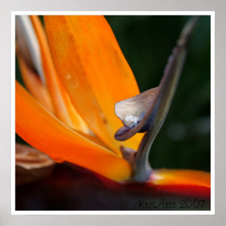 Paradise up close poster