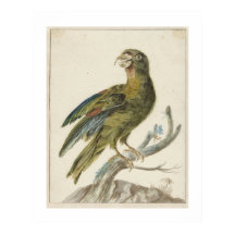 Parakeet (1670 - 1719) by Jan Weenix