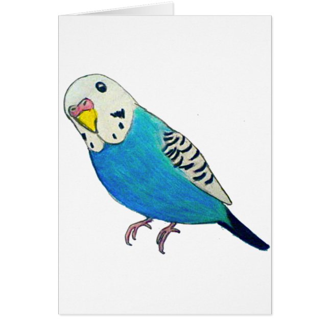Parakeet Drawing (Front)