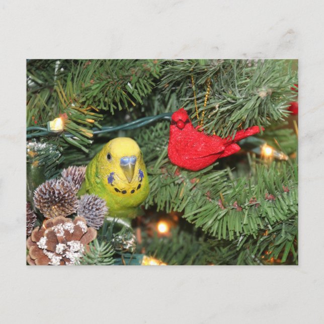 Parakeet in a Christmas tree Holiday Postcard (Front)