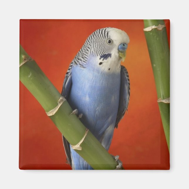 parakeet magnet (Front)