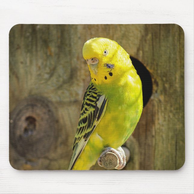parakeet, nature, yellow parrot mouse pad (Front)