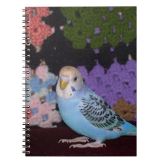 Parakeet Notebook