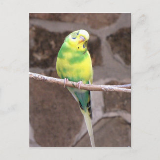 parakeet on a limb postcard