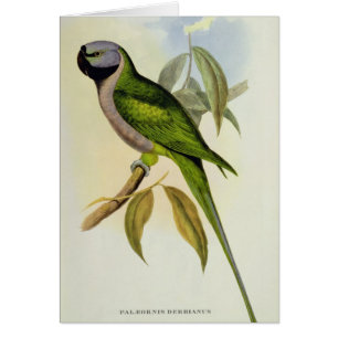 Parakeet: Palaeornis Derbianus, c.1850
