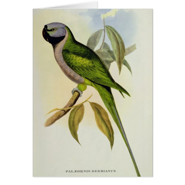 Parakeet: Palaeornis Derbianus, c.1850 (Front)