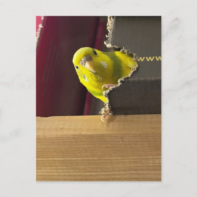 Parakeet Peek a boo Postcard (Front)