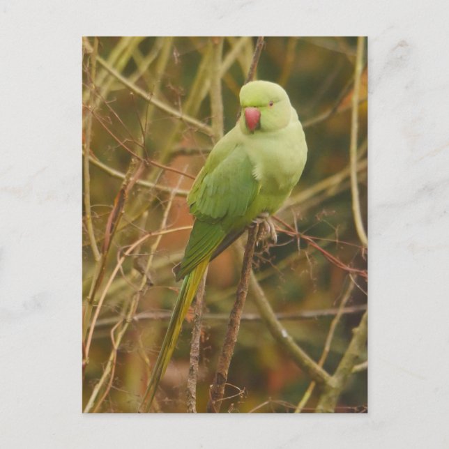 Parakeet Postcard (Front)