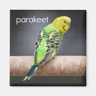 Parakeet Refrigerator Magnet