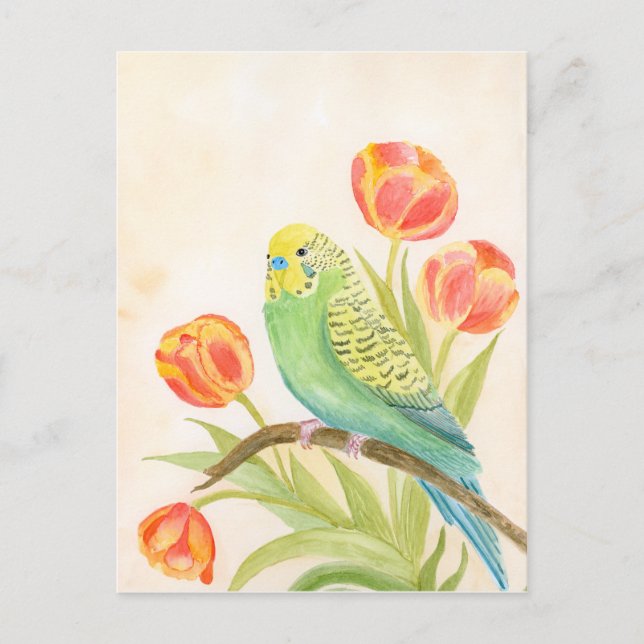 Parakeet with Tulips  Postcard (Front)