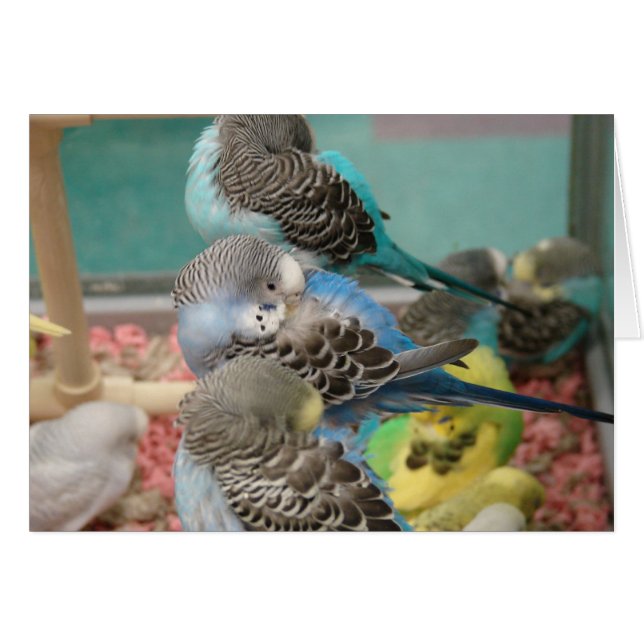Parakeets (Front Horizontal)