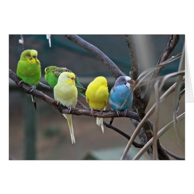 Parakeets Budgies | Birds Photo (Front Horizontal)